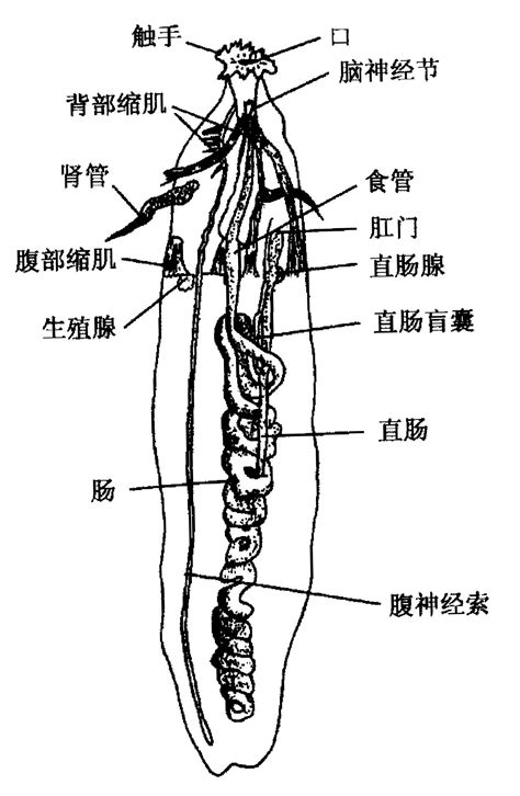 弓形革囊星蟲|弓形革囊星虫组织结构和超微结构观察